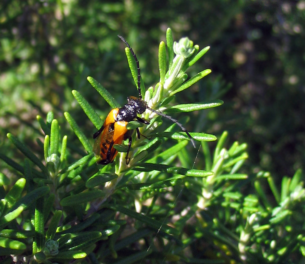Rutpela maculata (Cerambycidae) e Sitaris solieri (Meloidae)