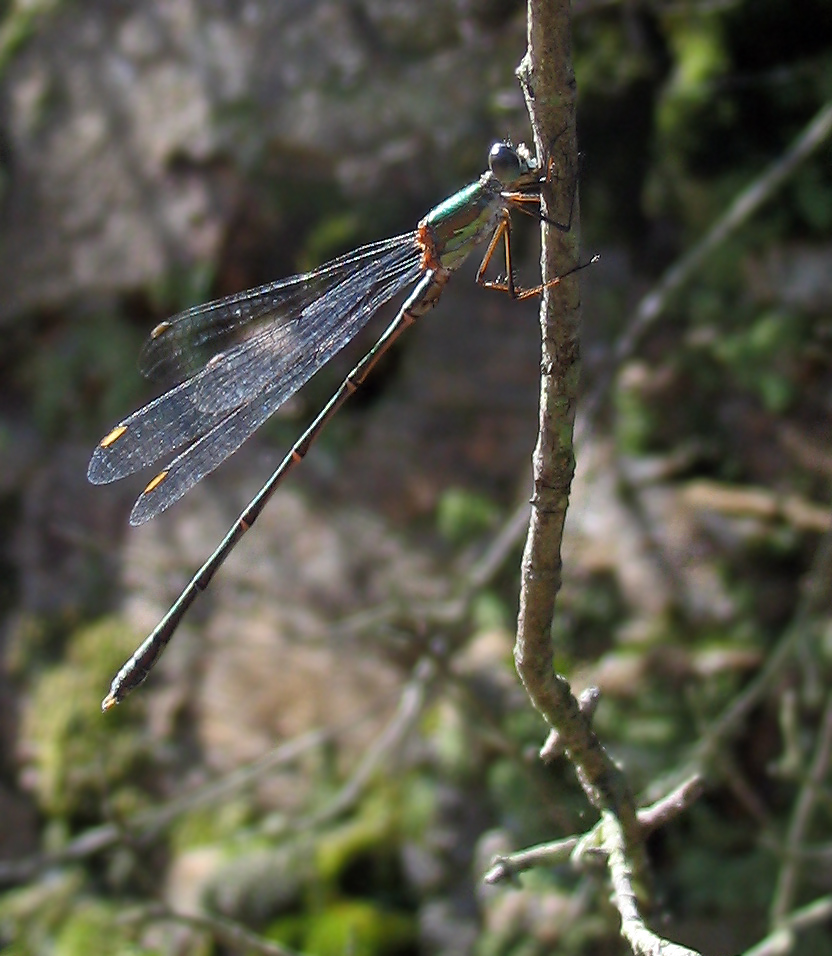 Chalcolestes viridis