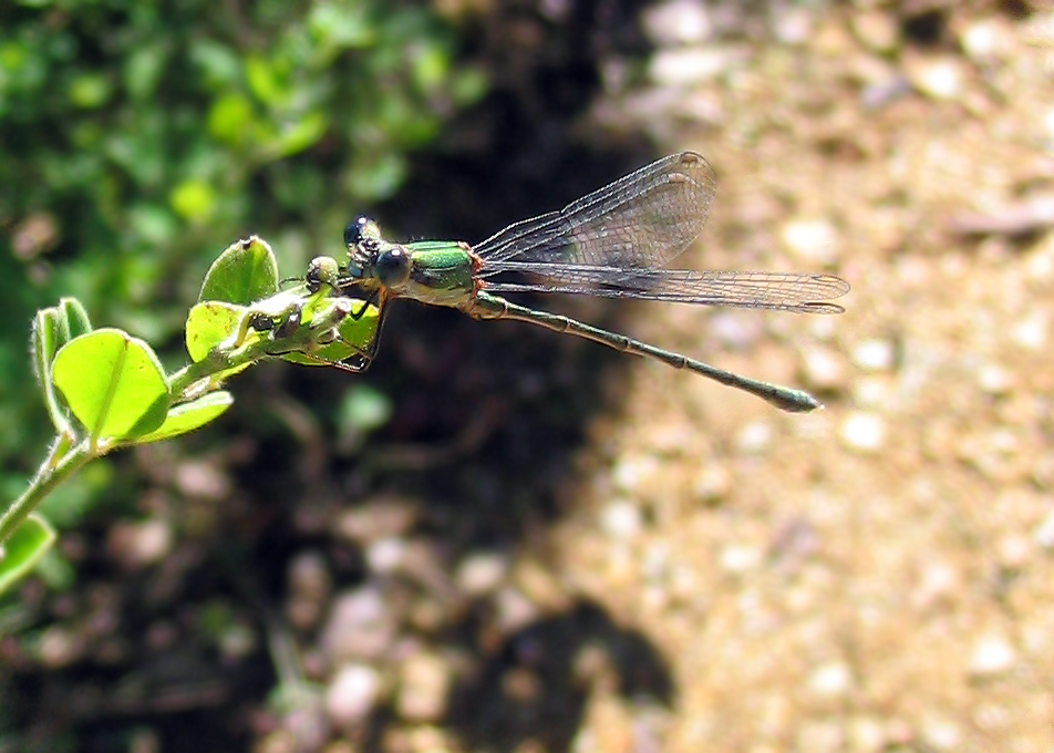 Chalcolestes viridis