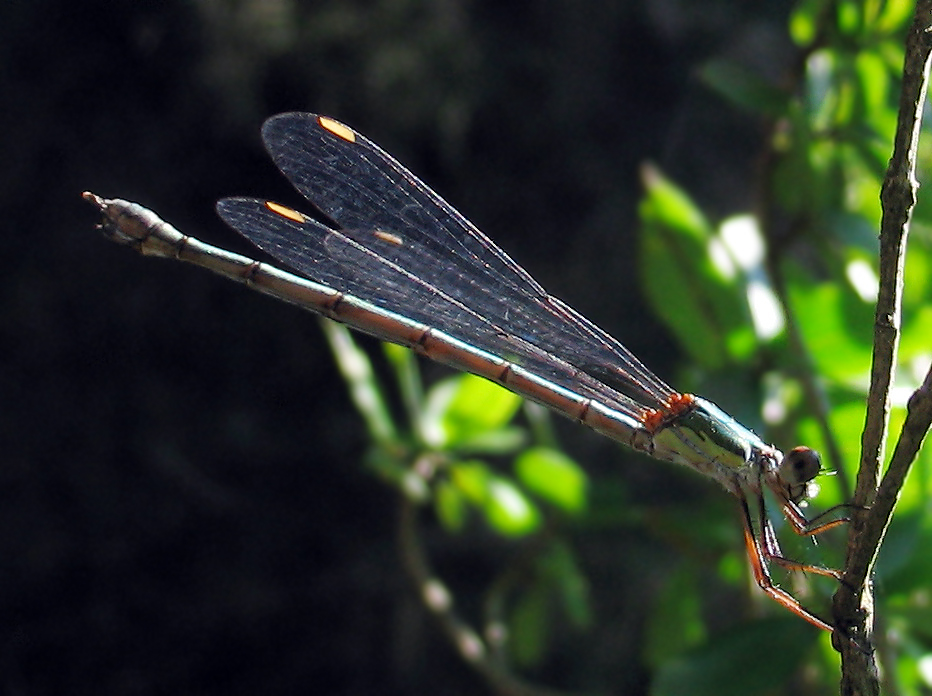 Chalcolestes viridis