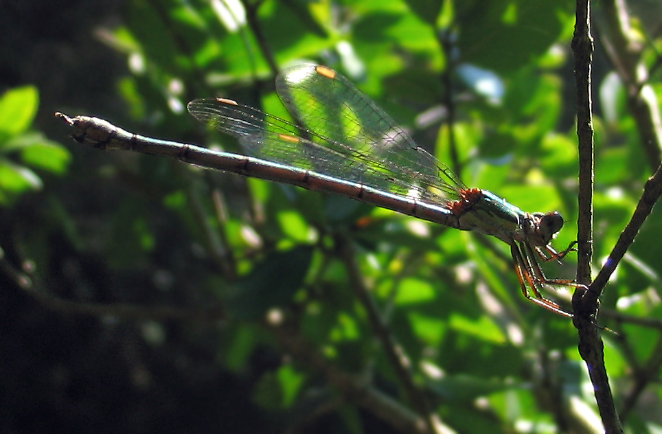 Chalcolestes viridis