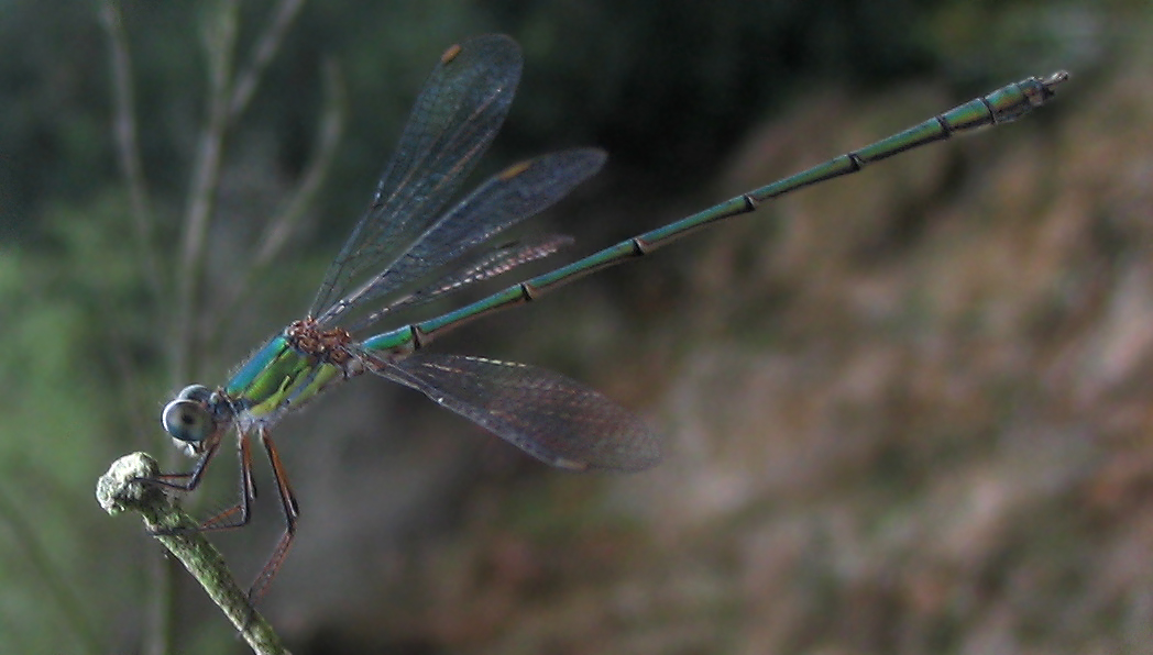 Chalcolestes viridis