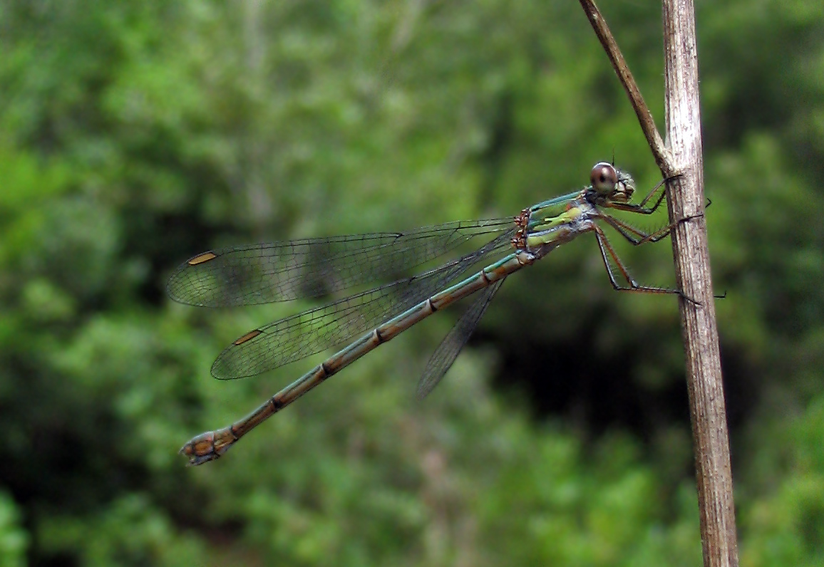 Chalcolestes viridis