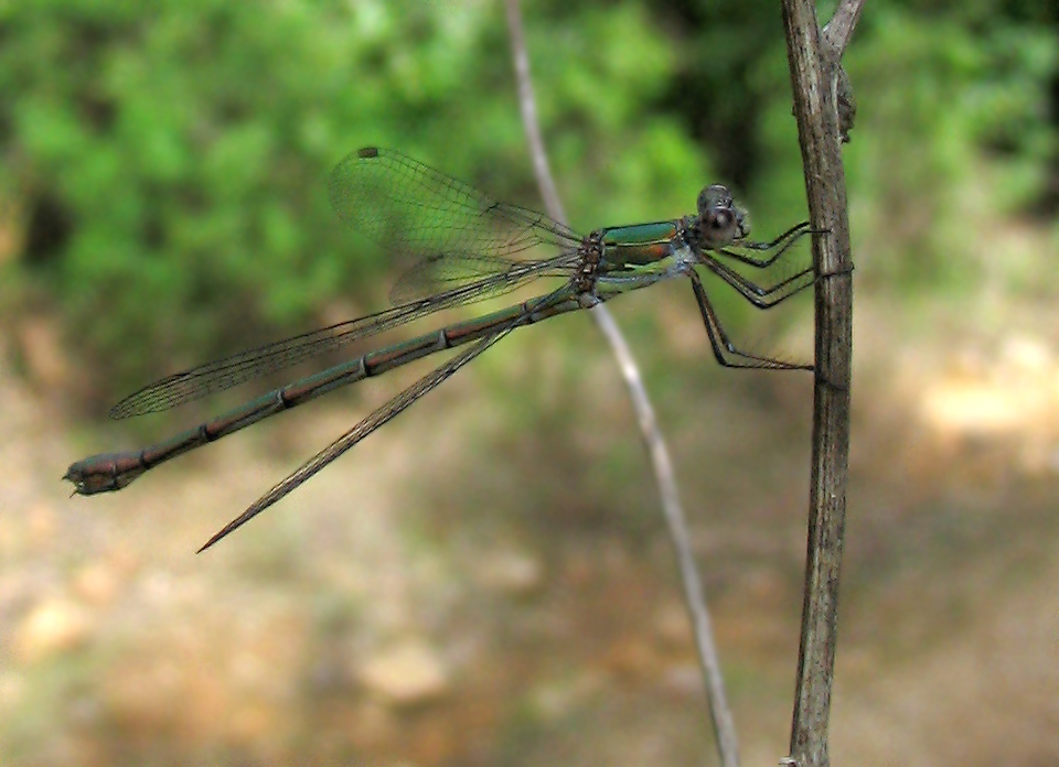 Chalcolestes viridis