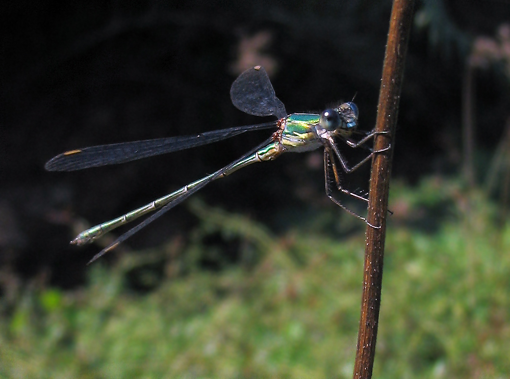 Chalcolestes viridis