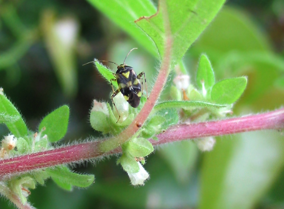 Liocoris tripustulatus?