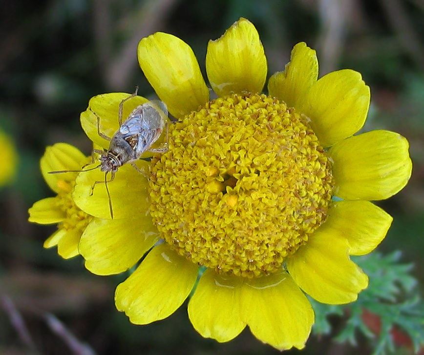 Rhopalidae: un altro Liorhyssus hyalinus?