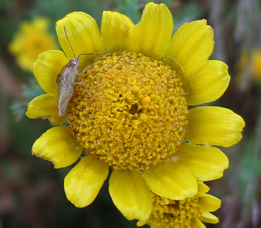 Rhopalidae: un altro Liorhyssus hyalinus?