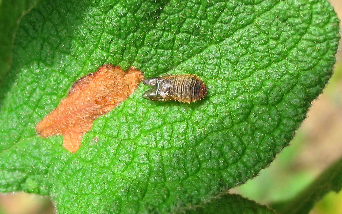 Larva di Ectobius sp.