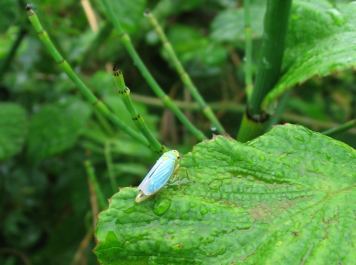 piccola meraviglia: cos''? Cicadella viridis