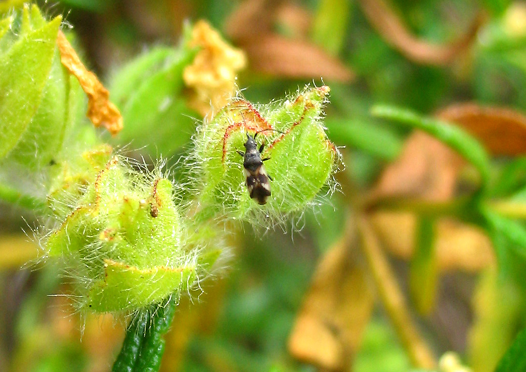 Heteroptera: esemplare minuscolo di Macroplax
