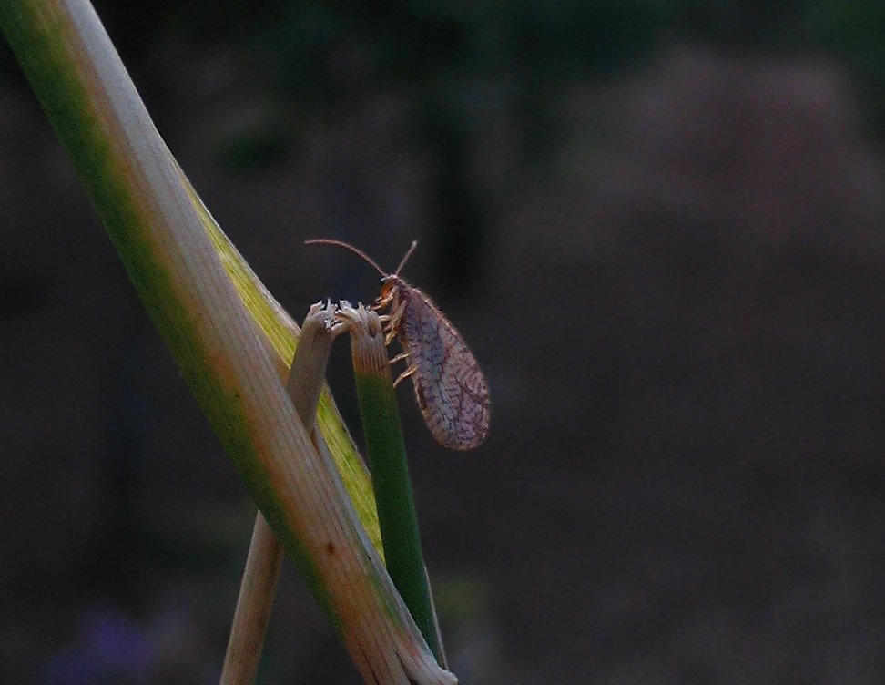 Micromus angulatus