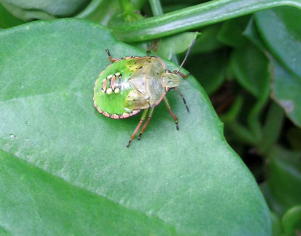 Pentatomidae: Nezara viridula, forma giovanile