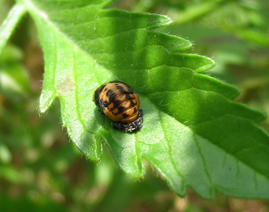 Ninfa di coccinella