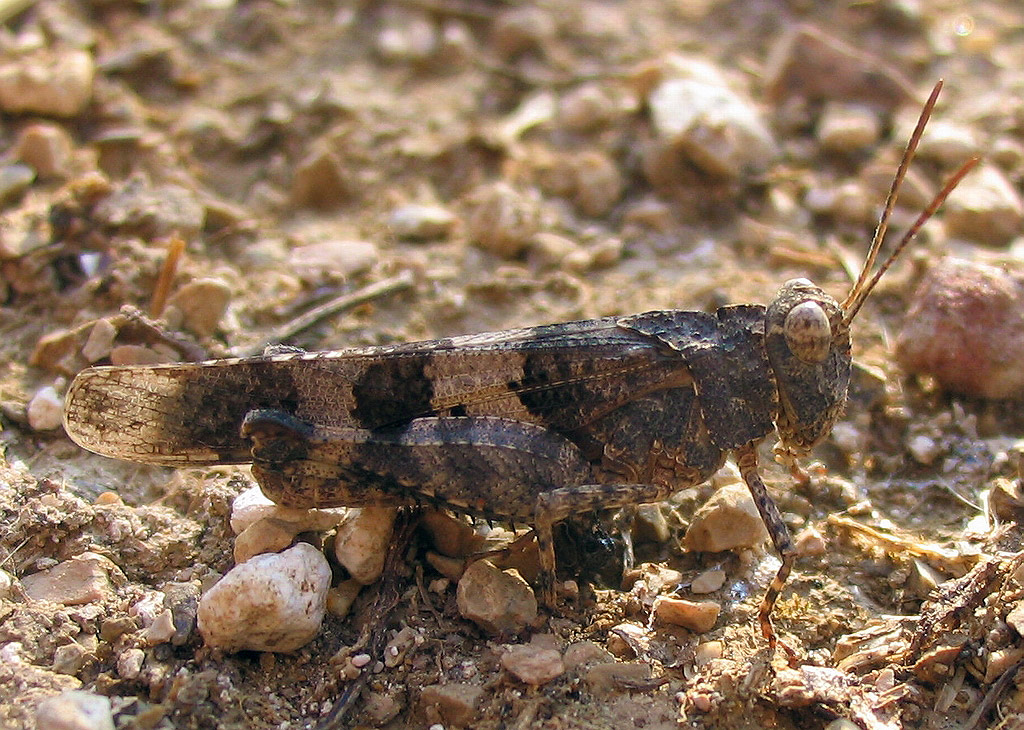 Giovane e adulto di Oedipoda caerulescens (Orthoptera)