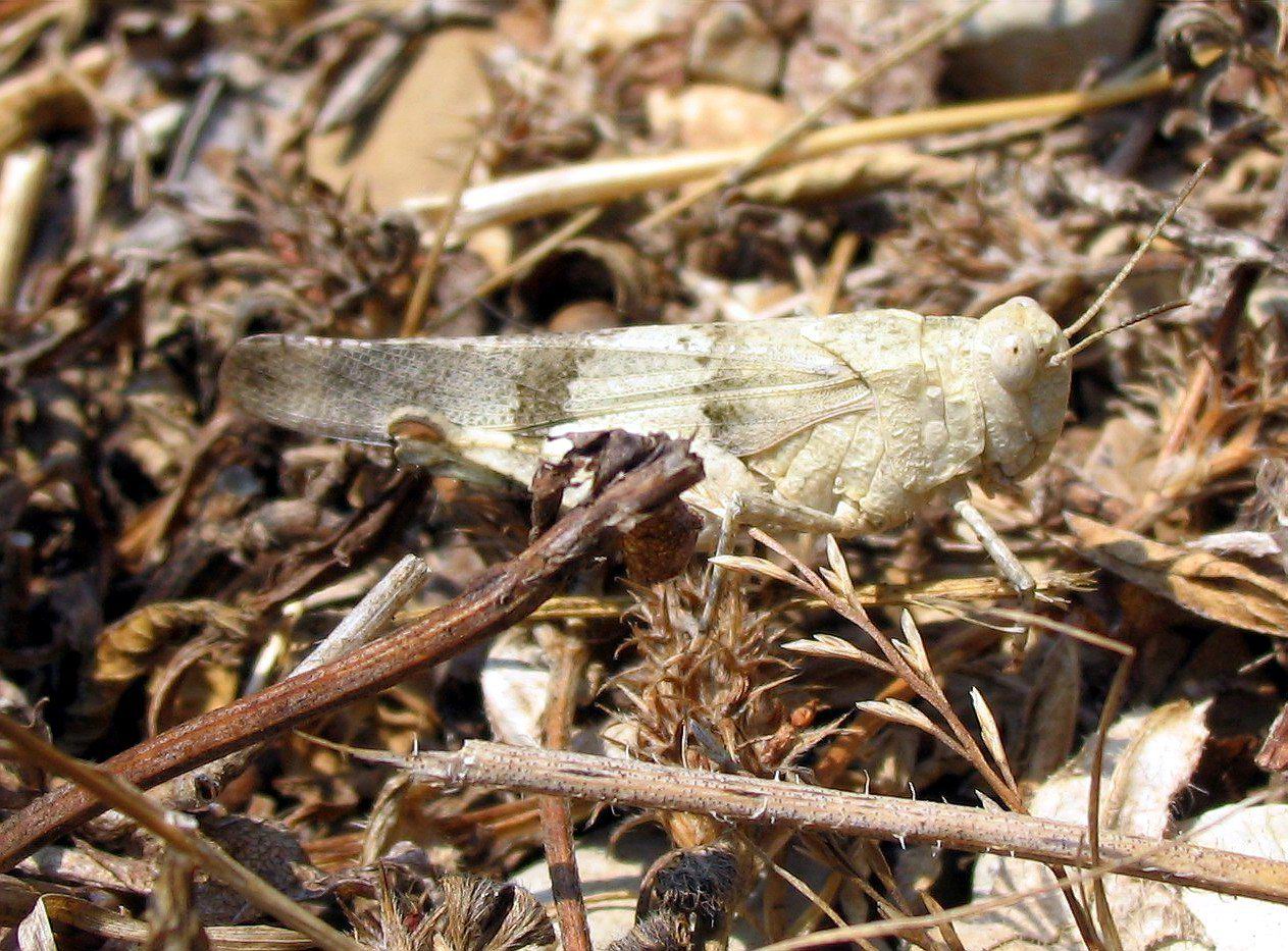 Giovane e adulto di Oedipoda caerulescens (Orthoptera)