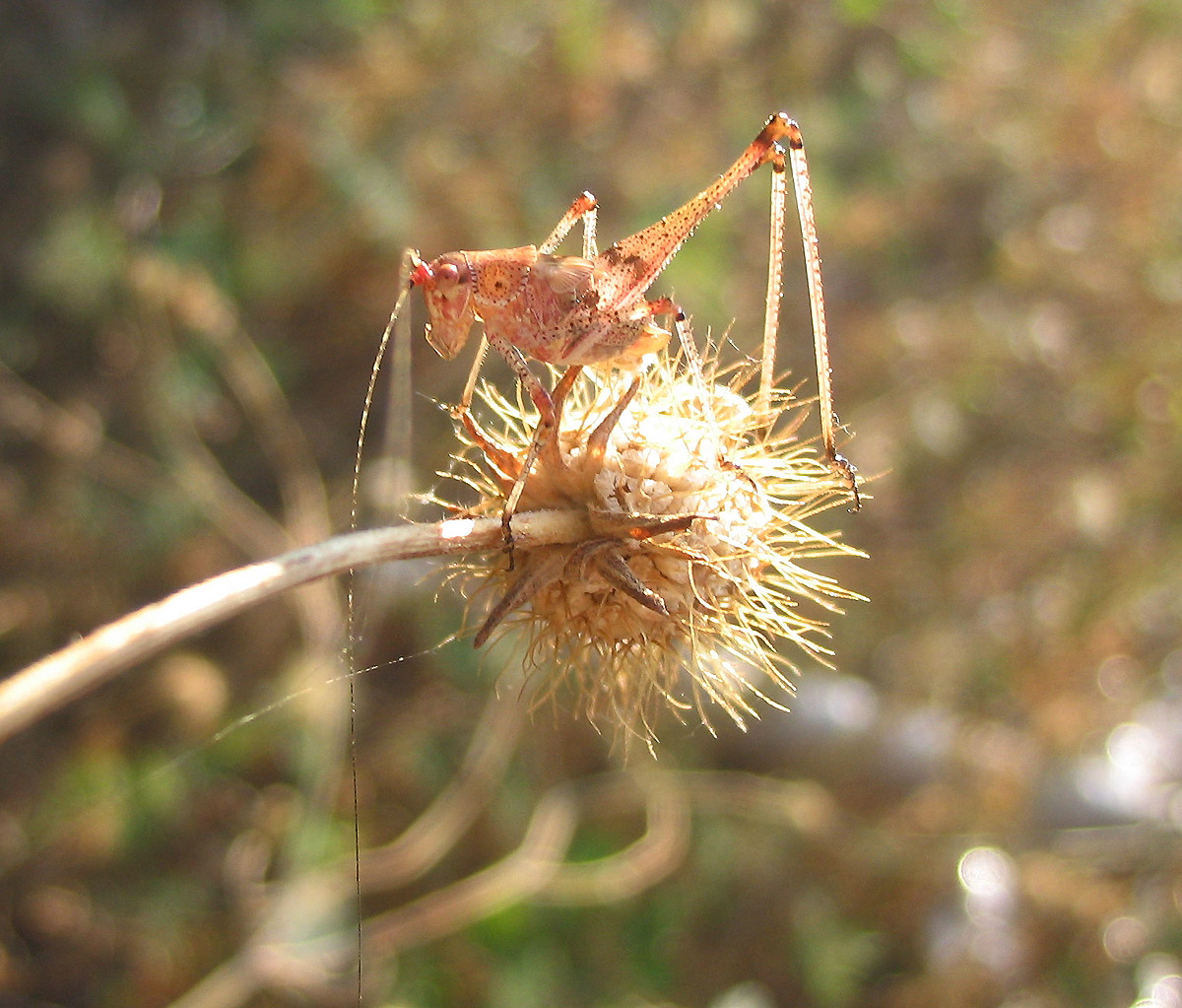 Phaneroptera nana, (Orthoptera, Phaneropteridae)