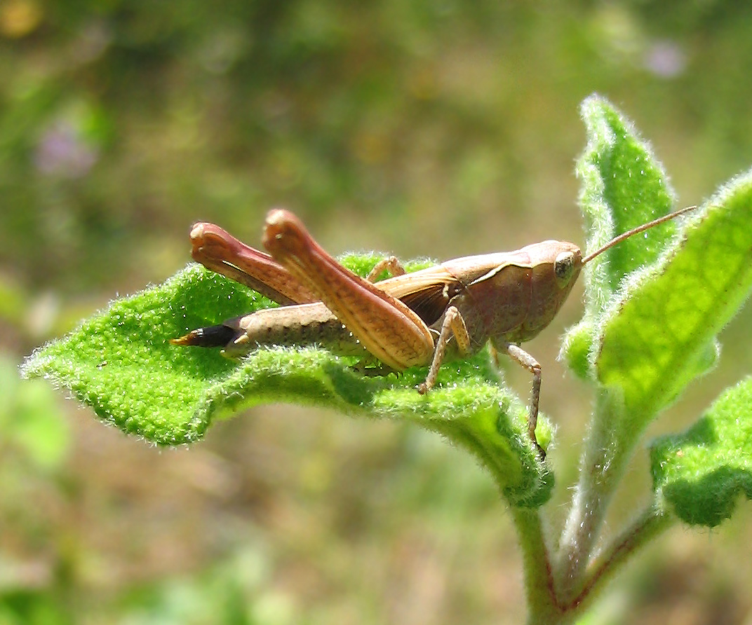 Orthoptera: Chorthippus (Glyptobothrus) cfr. rubratibialis