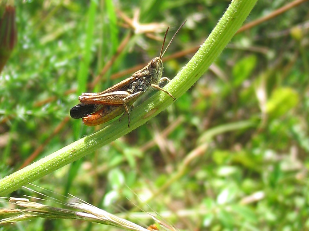 Orthoptera: Chorthippus (Glyptobothrus) cfr. rubratibialis