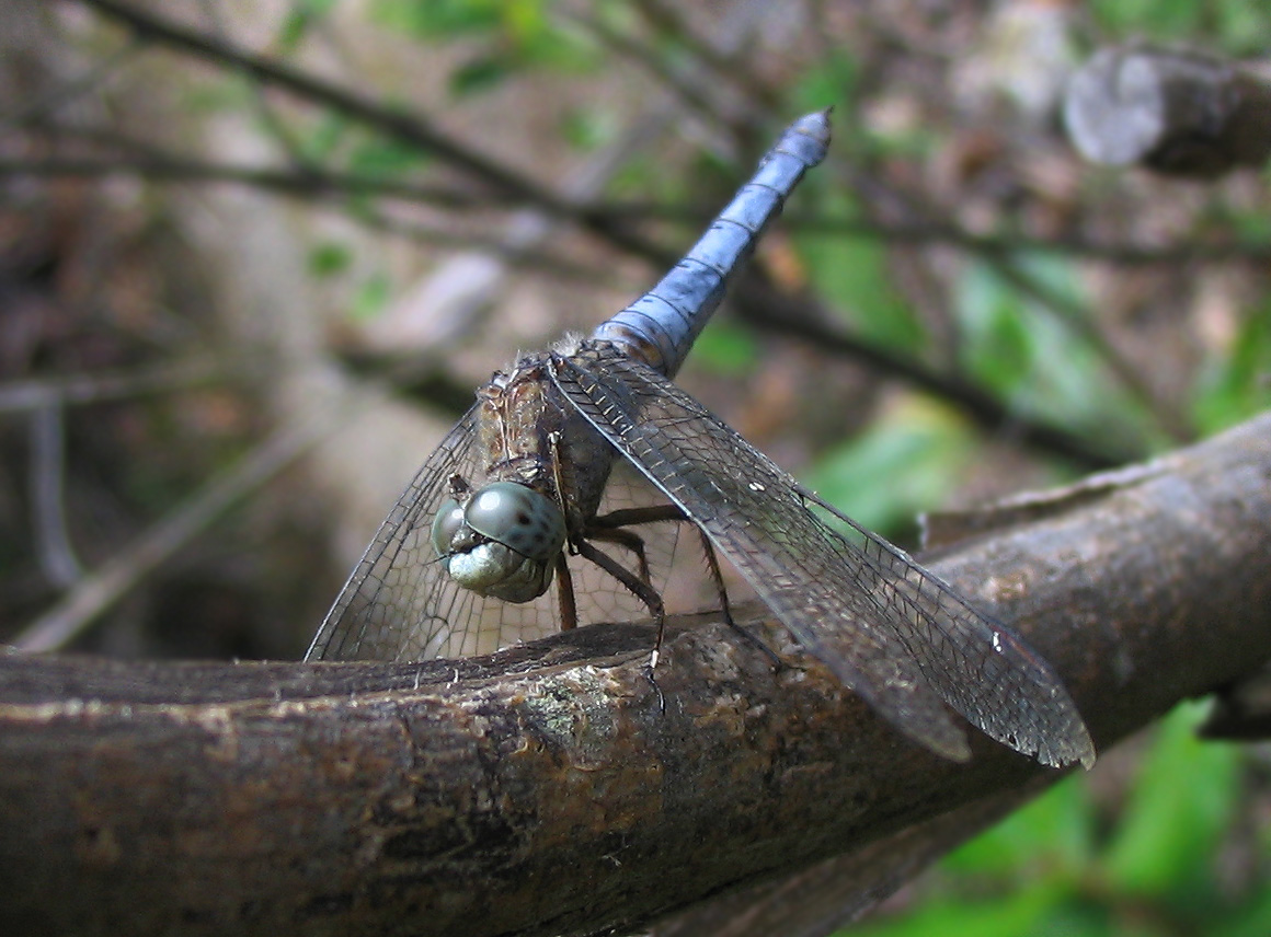 Orthetrum coerulescens (Odonata, Libellulidae)