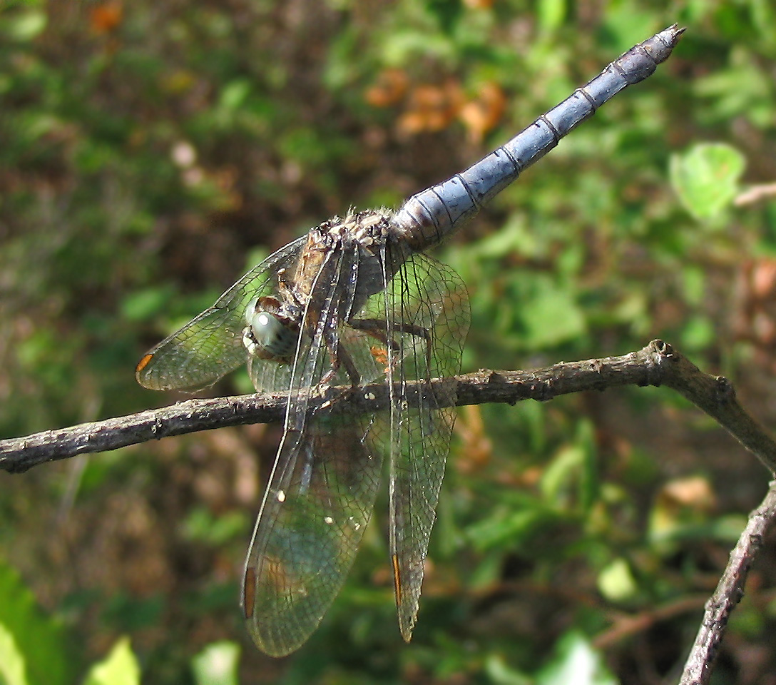 Orthetrum coerulescens (Odonata, Libellulidae)