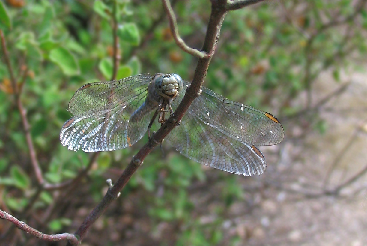 Orthetrum coerulescens (Odonata, Libellulidae)