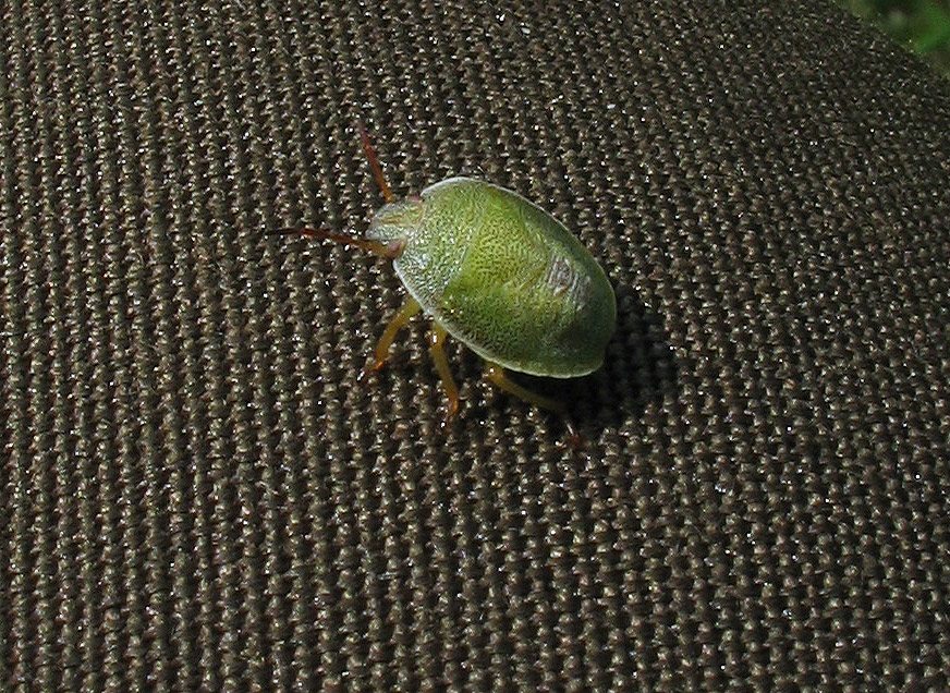 Pentatomidae: Palomena o Piezodorus?  Piezodorus lituratus !