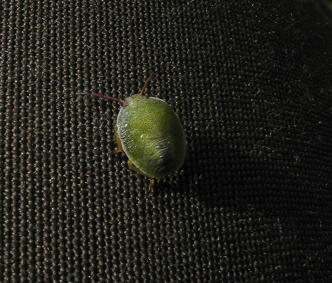 Pentatomidae: Palomena o Piezodorus?  Piezodorus lituratus !