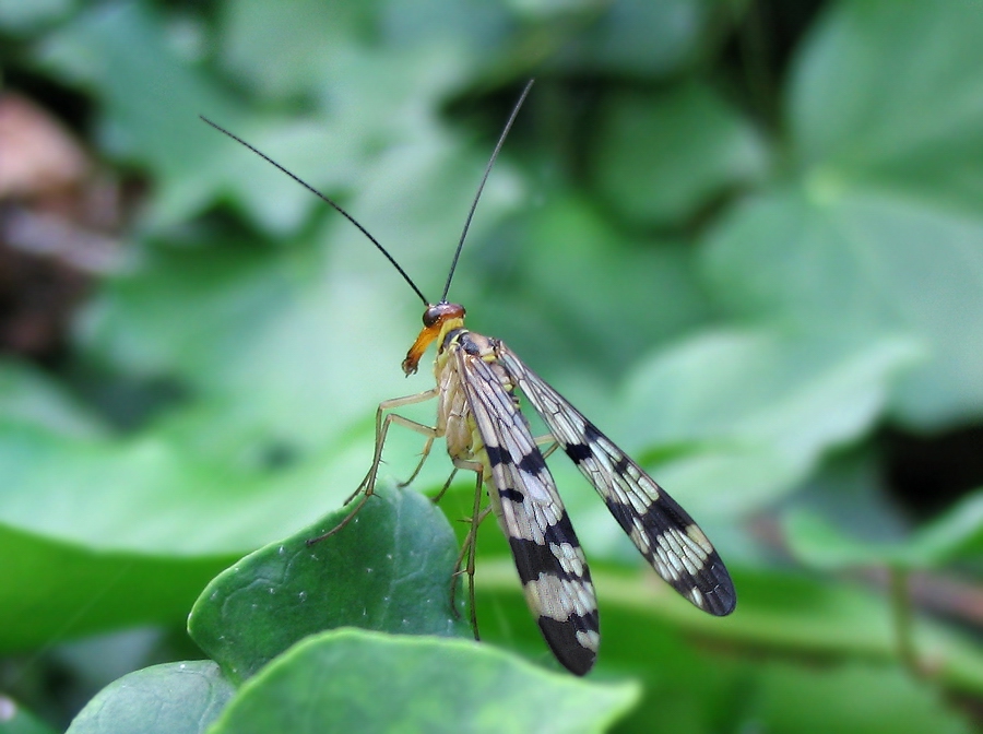 Panorpa gr. cognata