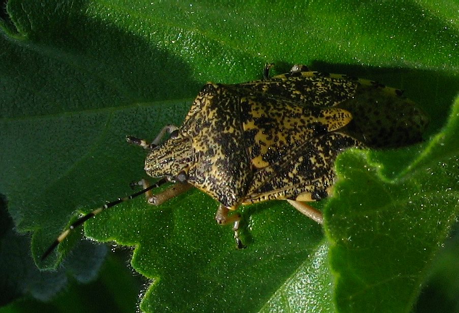 Rhaphigaster nebulosa (Heteroptera, Pentatomidae)