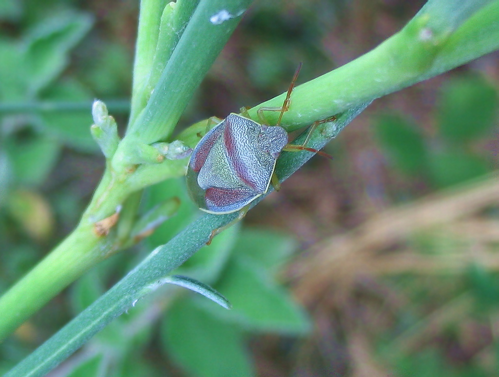 Pentatomidae: Piezodorus lituratus