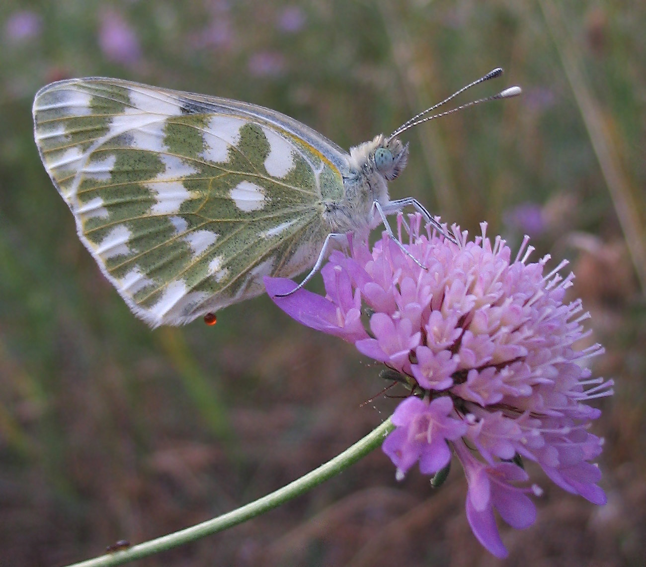 Pieridae: Pontia daplidice?