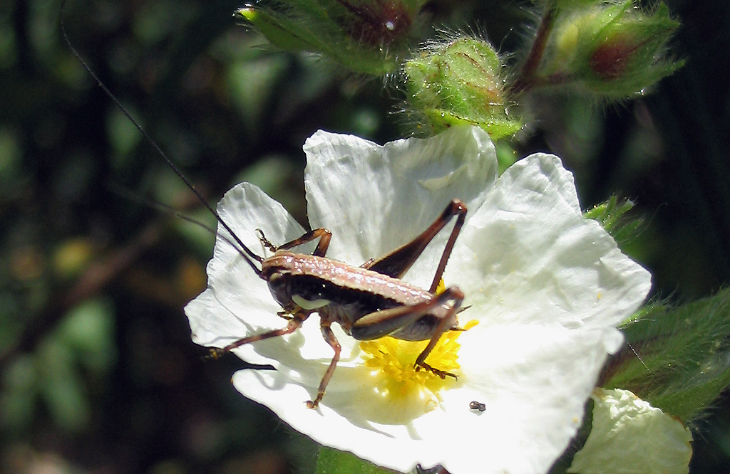 Yersinella raymondi (Orthoptera, Tettigoniidae)