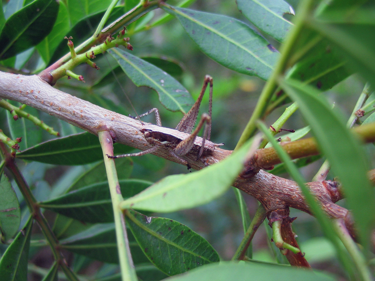 Yersinella raymondi (Orthoptera, Tettigoniidae)