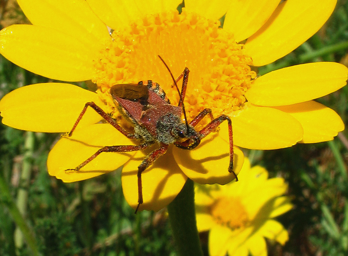 Rhynocoris erythropus
