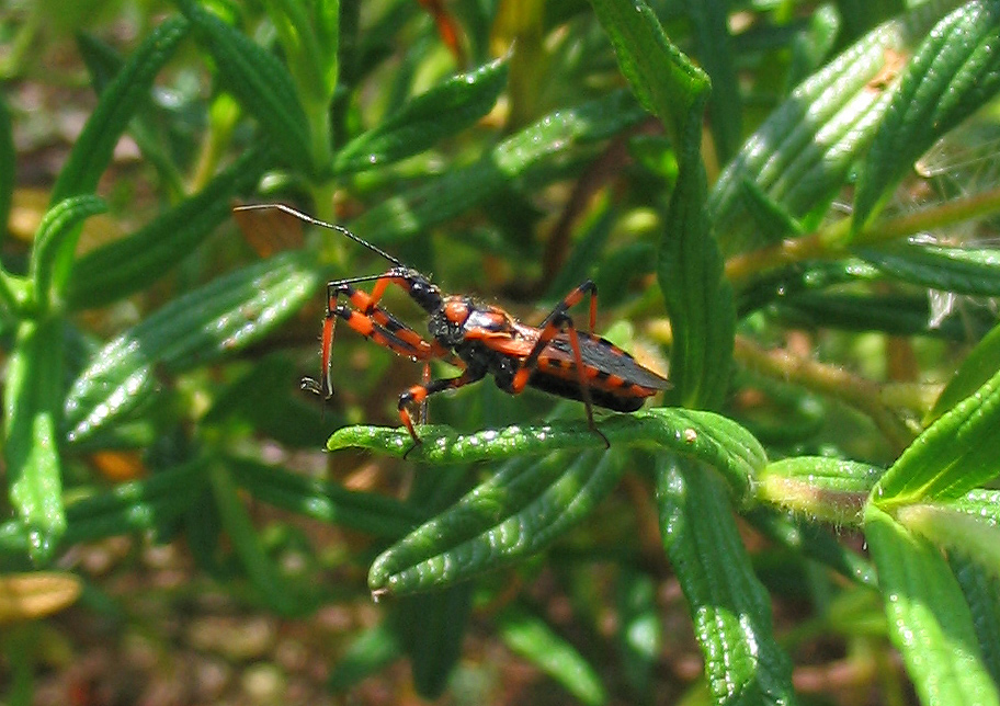 Due esemplari di Rhynocoris cuspidatus