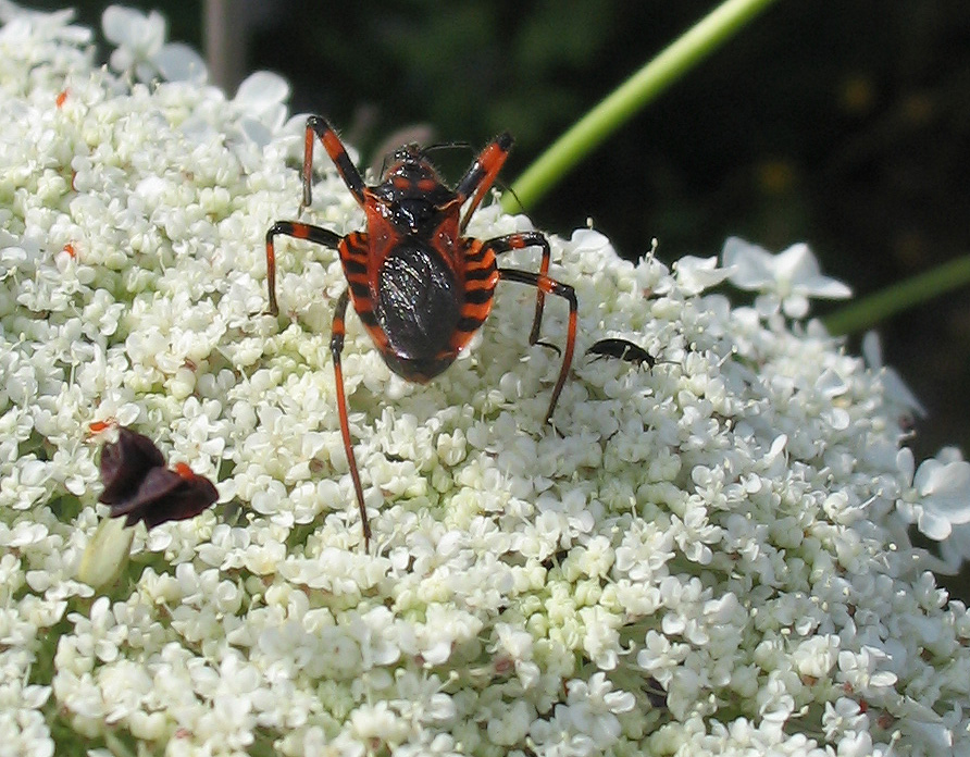 Due esemplari di Rhynocoris cuspidatus