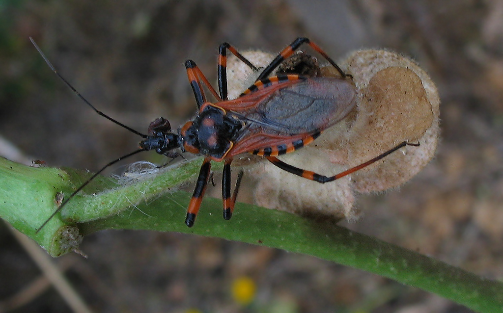 Rhynocoris cuspidatus, nuovo per la fauna italiana