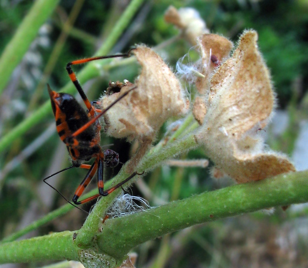 Rhynocoris cuspidatus, nuovo per la fauna italiana