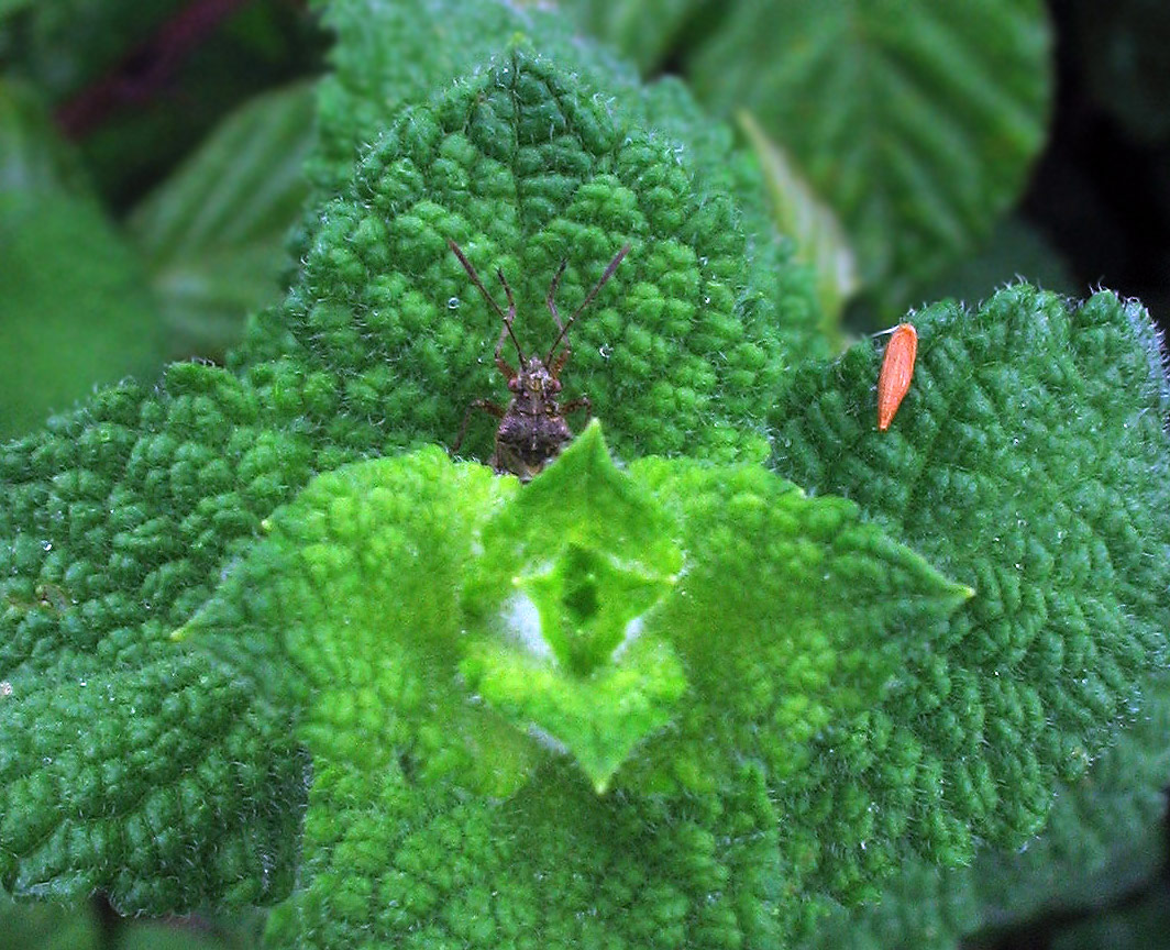 Heteroptera: Rhopalide sp?