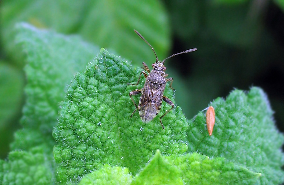 Heteroptera: Rhopalide sp?