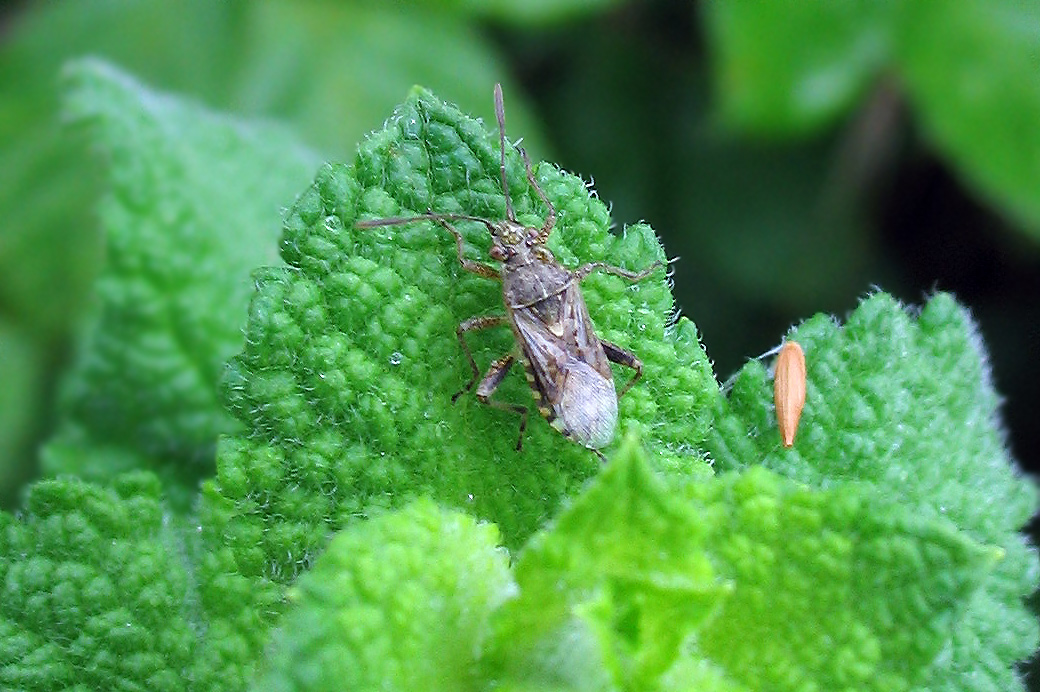 Heteroptera: Rhopalide sp?