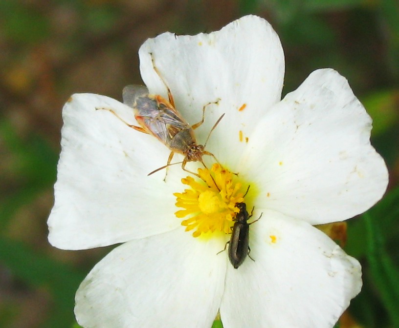 Rhopalidae nuovo di NM: Liorhyssus hyalinus (Heteroptera)