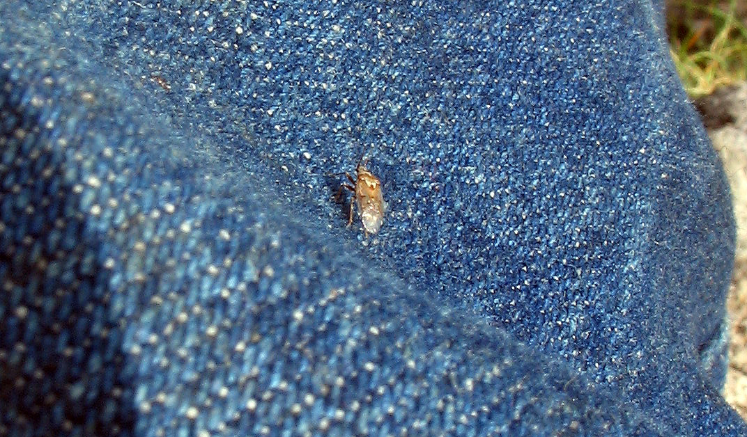Puo essere Lyorhissus sp?