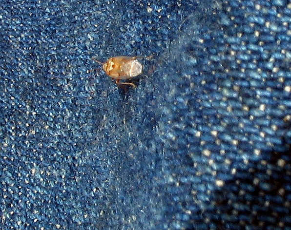Puo essere Lyorhissus sp?