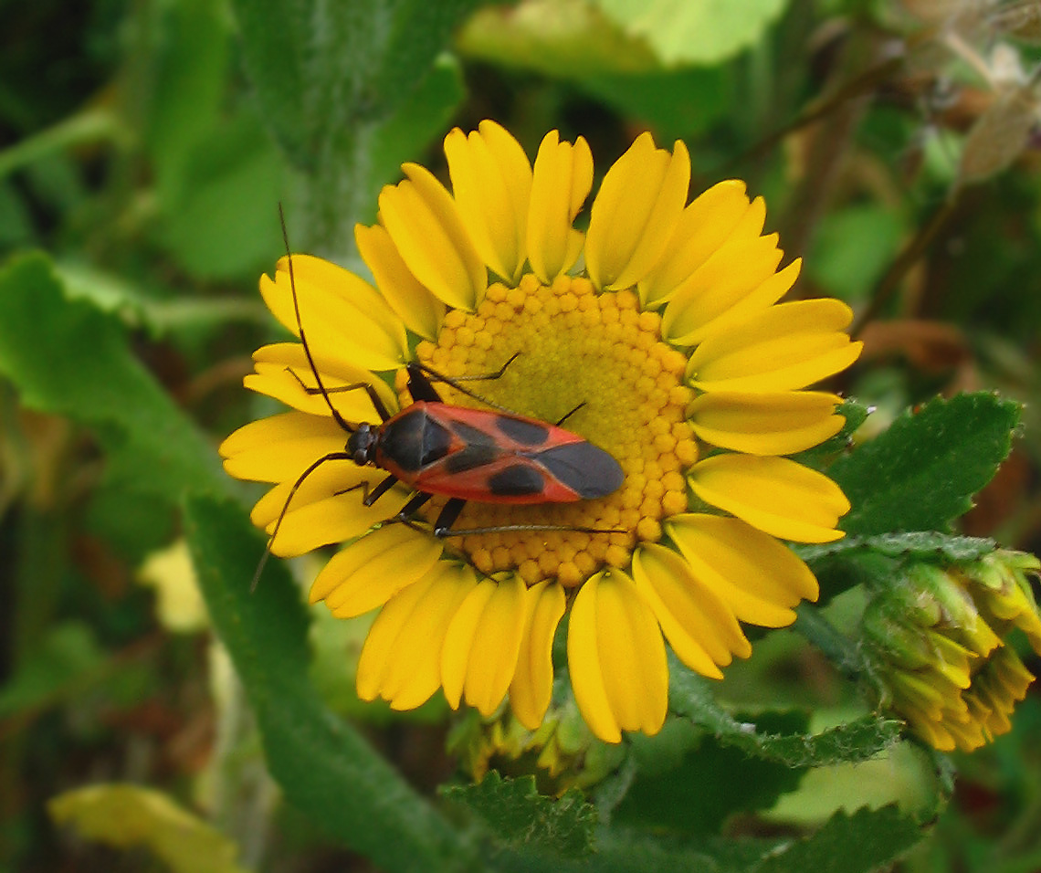 Eterotteri, che difficile! Miridae?