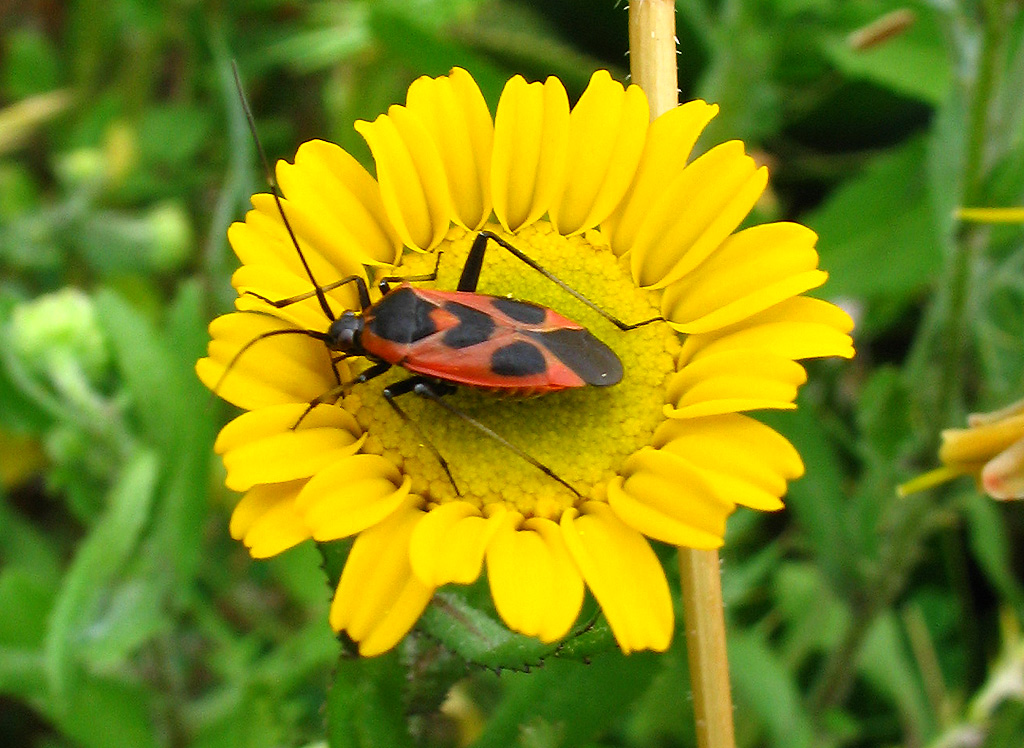 Eterotteri, che difficile! Miridae?