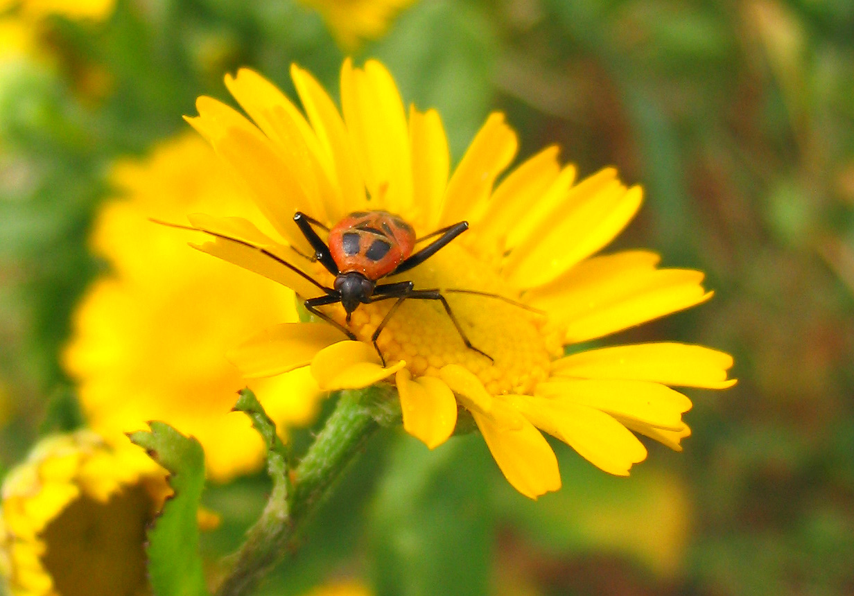 Eterotteri, che difficile! Miridae?