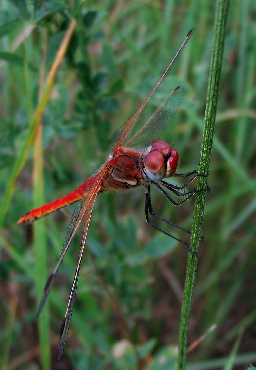 Odonata: Sympetrum fonscolombii