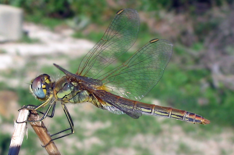 Sympetrum fonscolombii femmina